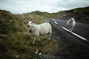 two sheep on a mountain road in norway