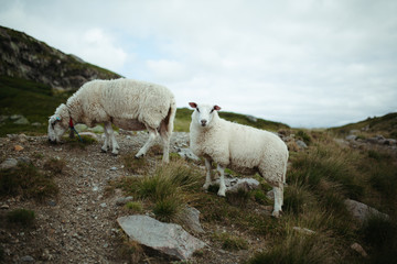 Fototapeta premium two sheep in the mountains of norway