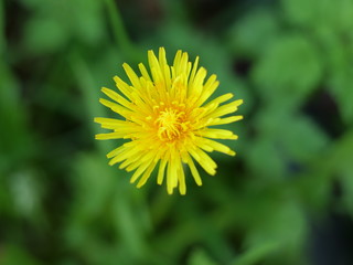 Dandelion Flower