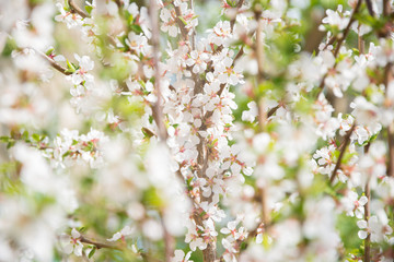 blossoming cherry tree in spring