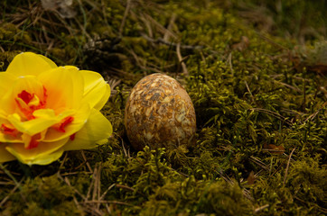 Easter painted brown eggs with mottled on moss