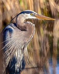 Great blue heron on a pond in Minnesota