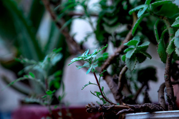 Growth, close up of small plant growing up from soil isolated on white background with copy space