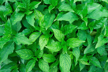 Green leaf for background or texture