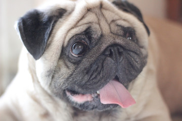 Obraz premium joyful face of a pug dog
