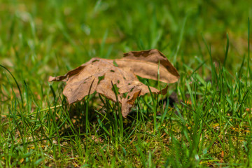 Single leaf chilling in the grass