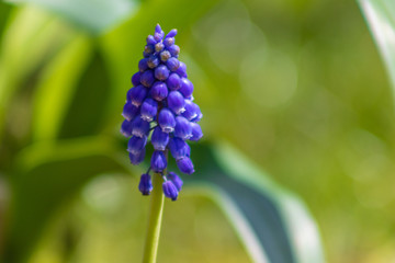 blue hyacinth in the garden