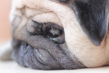 joyful face of a pug dog