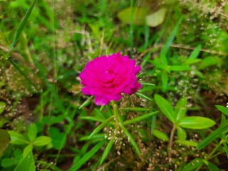 A Moss-Rose parslane flower from the rose family pink flower in the garden