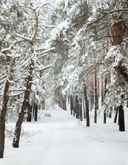 Road in a coniferous winter forest