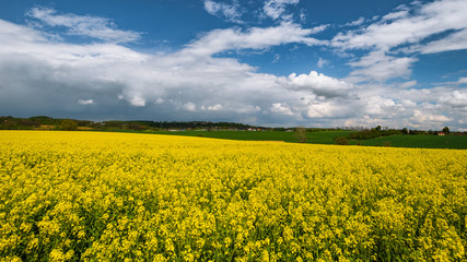 Obraz premium pola rzepaku, wiosna, małopolska, 