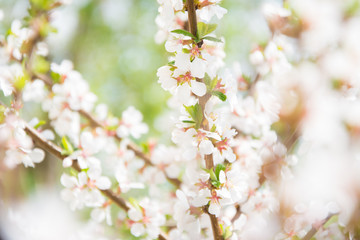 blossoming cherry tree in spring