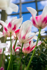 white and pink tulip flowers against blue sky in spring garden