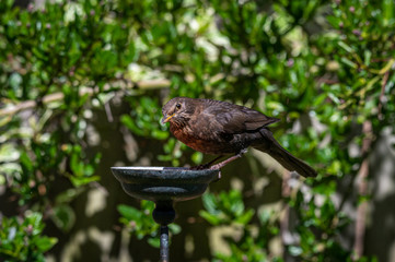 Female blackbird, Turdus merula, looking at the camera and perched on suet garden bird feeder