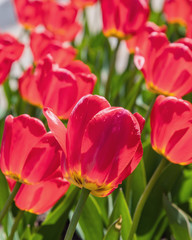Tulips are blooming in spring