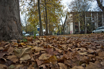 Autumn in town