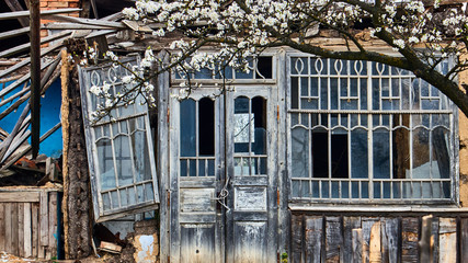 abandoned dilapidated farmhouse and flowering tree