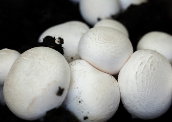 Button mushrooms in the ground