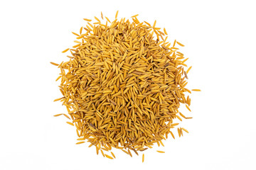 Paddy rice on white background with clipping path.