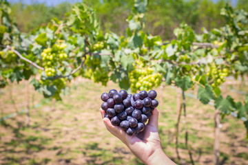 Obraz premium Harvest grapes. View of vineyard with bunches of ripe grapes.