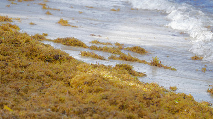 Sargassum seaweed invades the beach