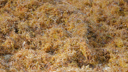 Sargassum seaweed invades the beach