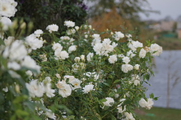 rosas blancas