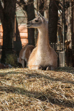 
Llama lies on a grassy hill basking in the sun