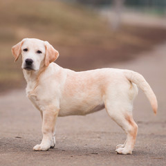 Naklejka na ściany i meble Dog photo, dog, retriever, Labrodor, Labrodor retriever, Golden Retriever, dog, Labrador puppy