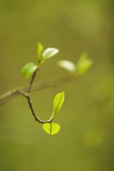 Twig with fresh green leaves 
