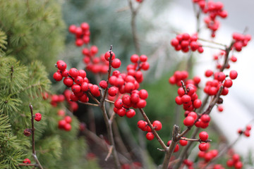 red berries in the garden