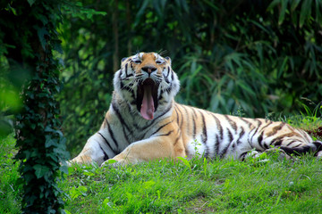 Königstiger (Panthera tigris tigris) auch Bengal-Tiger oder Indischer Tiger, liegt im Gras und ...