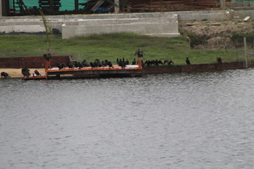 cerca de 20 patos en un muella