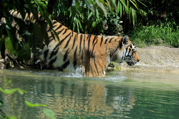 Fototapeta na wymiar Königstiger (Panthera tigris tigris) auch Bengal-Tiger oder Indischer Tiger im Wasser