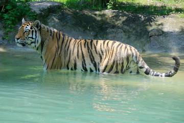 Fototapeta na wymiar Königstiger (Panthera tigris tigris) auch Bengal-Tiger oder Indischer Tiger im Wasser