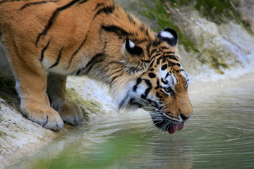 Fototapeta na wymiar Königstiger (Panthera tigris tigris) auch Bengal Tiger oder Indischer Tiger, trinkt Wasser