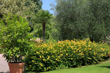 Fototapeta na wymiar Bäume und Blühpflanzen in mediteranem Garten