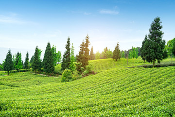 Tea plantation on the top of the mountain