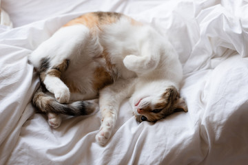 yellow cat sleep on bed in odd pose