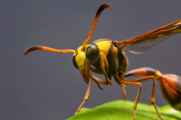 Close up of the Paper wasp on the green leaf in the deep forrest.  front view of the yellow insect on green leave in the garden.