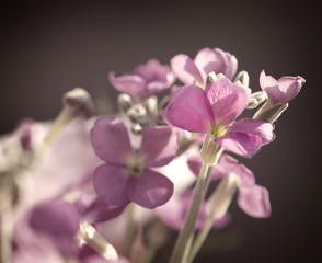 Small soft pink flowers in a bouquet