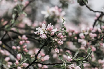 Apple blossom