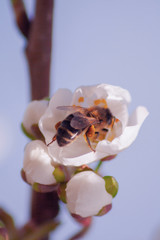 Bee and white cherry blossoms macro