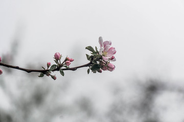 Apple blossom