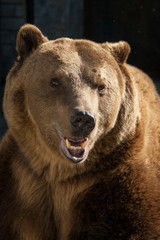 
Brown bear in the sun with an open mouth at the zoo