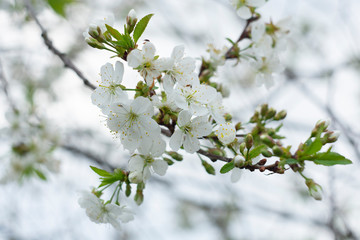 Flowering cherry branch on a natural blurred background