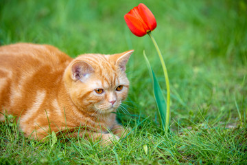 Cute little kitten sitting in the grass in a spring garden near tulip flower