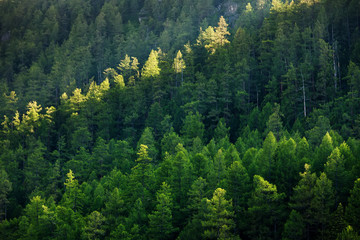 Beautiful coniferous forest