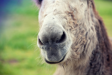 Naklejka na ściany i meble Portrait of a donkey outdoors. Burro nose