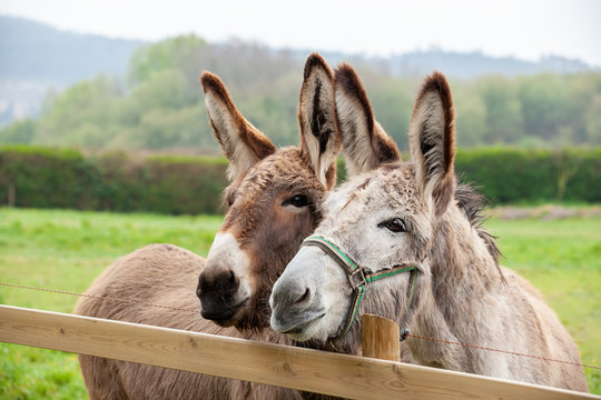 Family of donkeys outdoors in spring. Couple of donkeys on the meadow
